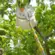 Serrote Podador Apanhador Frutas e Cabo Extensor 5 Metros Tramontina